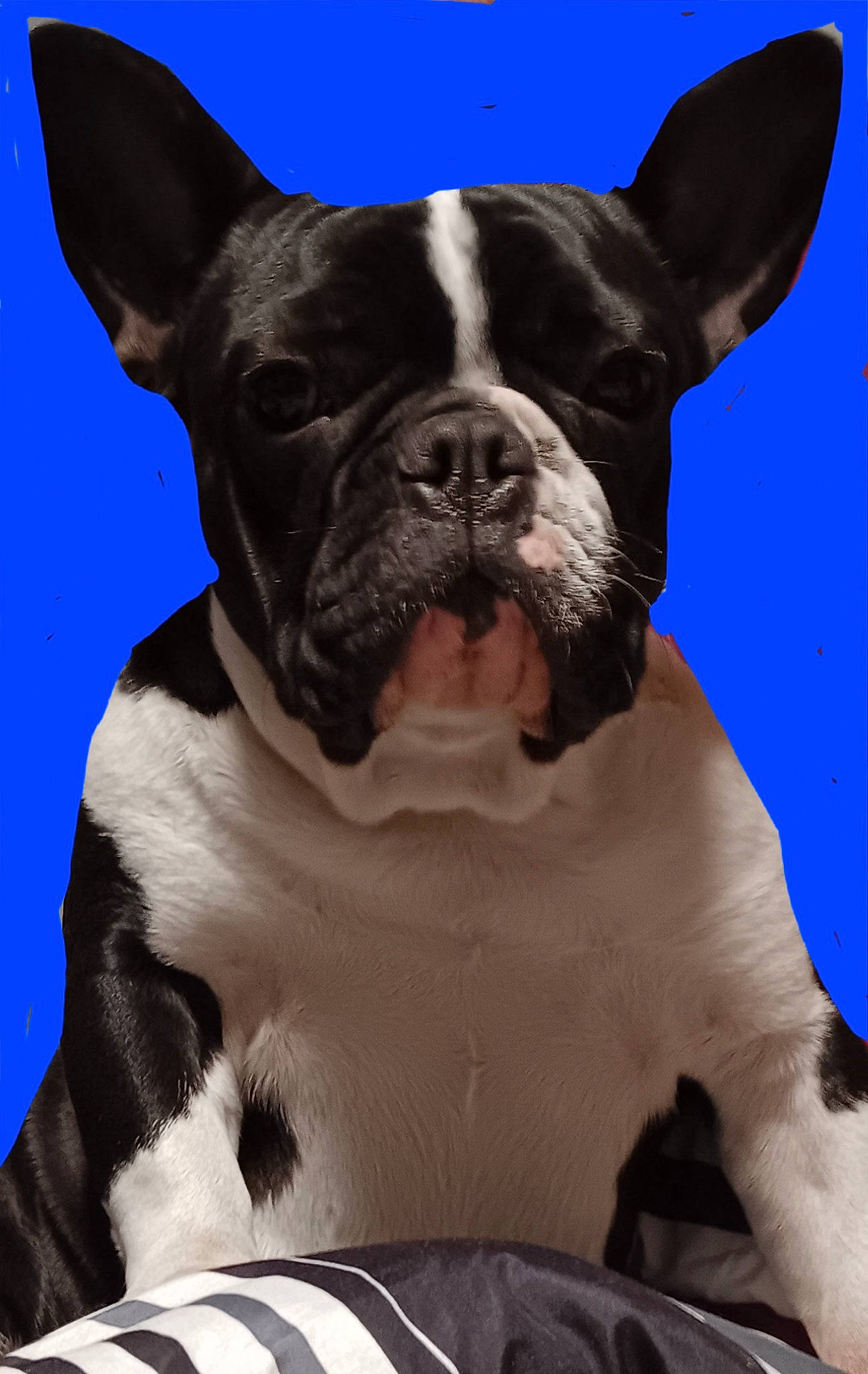 Lil Man is registered to the contest to win money with this photo: boston_terrier, bulldog, canidae, carnivore, collar, companion_dog, dog, dog_breed, dog_collar, electric_blue, fawn, non_sporting_group, sky, snout, sporting_group, terrestrial_animal, whiskers, working_animal