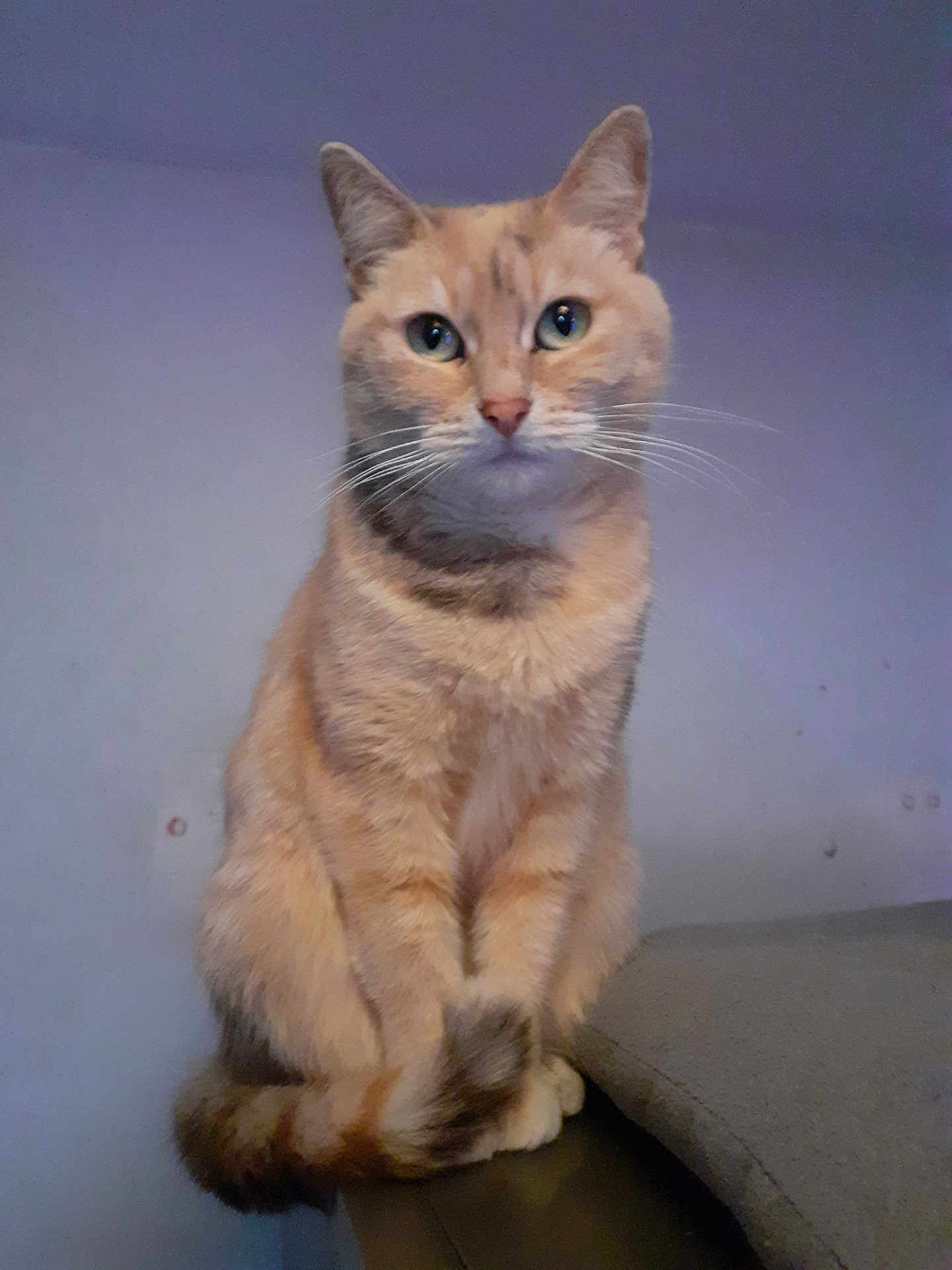 Fexil a rejoint le concours — aidez-le/la à gagner de superbes lots ! cat, orange_tabby, pet, animal, feline, sitting, fur, whiskers, ears, tail, indoor, furniture, calm, curious, portrait, closeup, domestic_cat, cute, looking_at_camera, soft_light