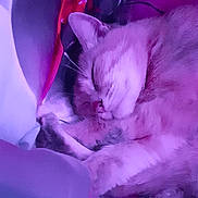 Lilifex participe au concours pour gagner de l'argent avec cette photo : animal, blanket, cat, cozy, cute, cute_pet, domestic_cat, feline, fur, indoor, nap, paw, peaceful, pet, purple_light, relaxed, resting, sleeping, soft, whiskers