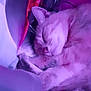 animal, blanket, cat, cozy, cute, cute_pet, domestic_cat, feline, fur, indoor, nap, paw, peaceful, pet, purple_light, relaxed, resting, sleeping, soft, whiskers