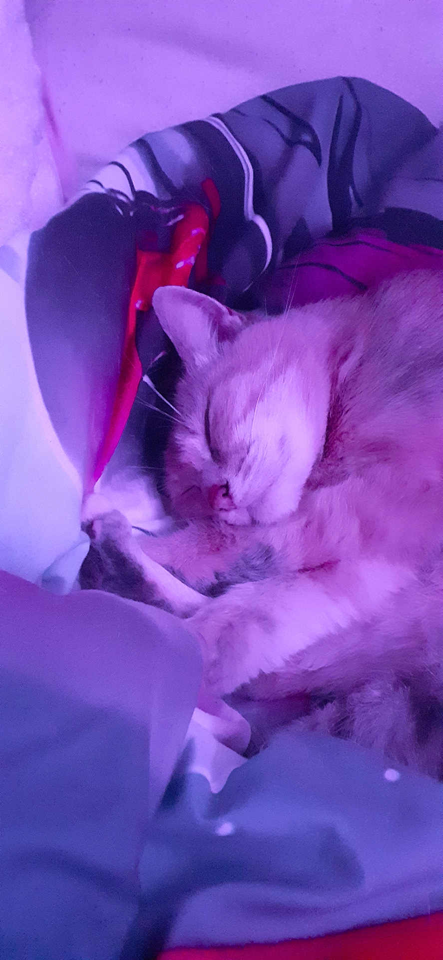 Lilifex participe au concours pour gagner de l'argent avec cette photo : animal, blanket, cat, cozy, cute, cute_pet, domestic_cat, feline, fur, indoor, nap, paw, peaceful, pet, purple_light, relaxed, resting, sleeping, soft, whiskers