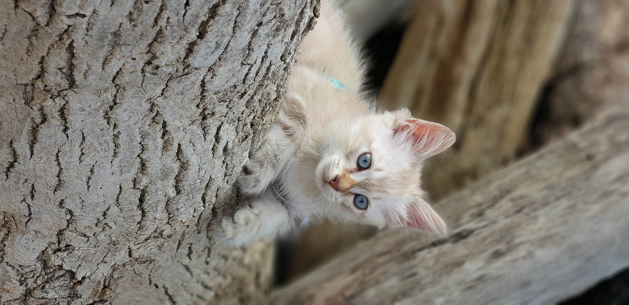Haru participe au concours pour gagner de l'argent avec cette photo : carnivore, cat, claw, domestic_short_haired_cat, eye, fawn, felidae, fur, paw, plant, small_to_medium_sized_cats, tail, terrestrial_animal, tree, trunk, twig, whiskers, wildlife, wood