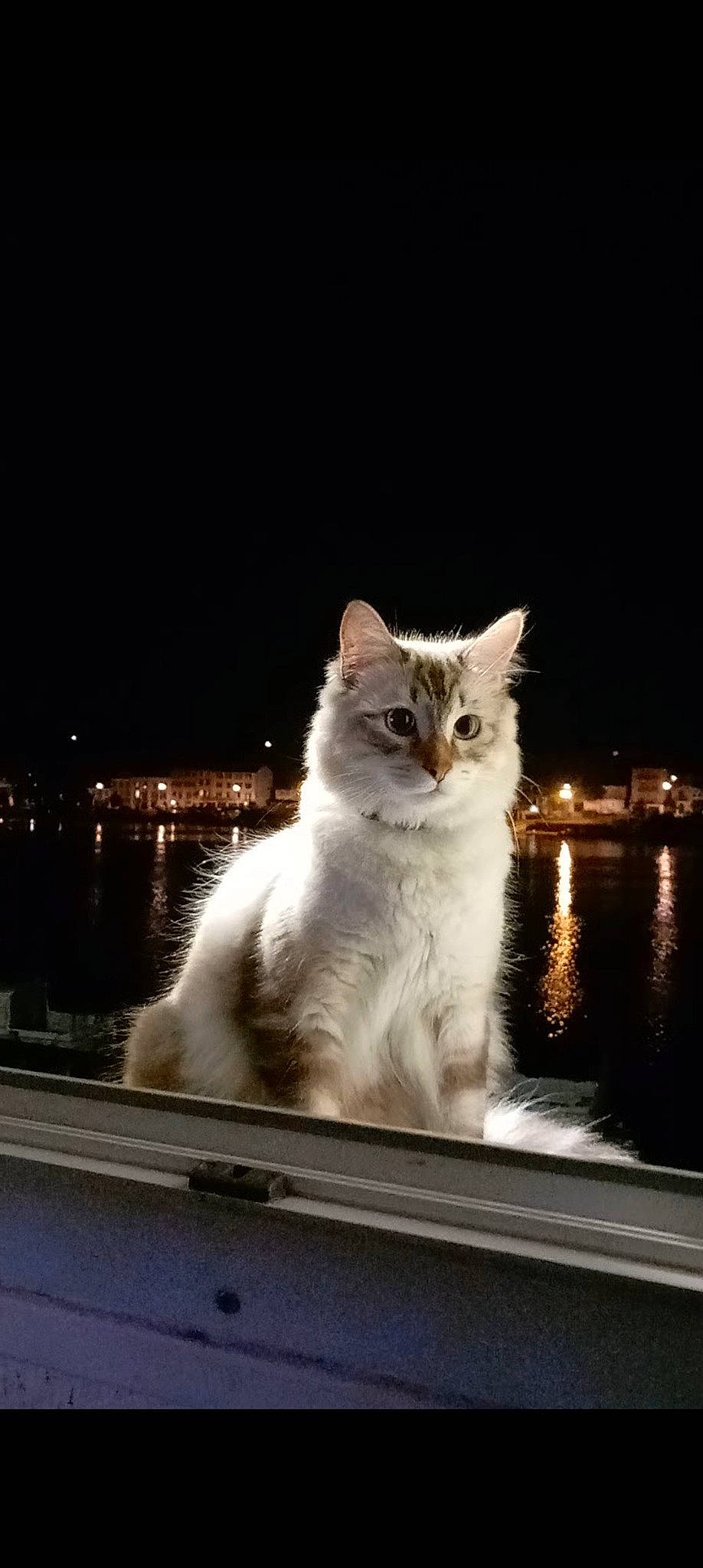 Haru a rejoint le concours — aidez-le/la à gagner de superbes lots ! carnivore, cat, darkness, domestic_short_haired_cat, felidae, fur, night, plant, sitting, sky, small_to_medium_sized_cats, snout, tail, tree, water, whiskers, window