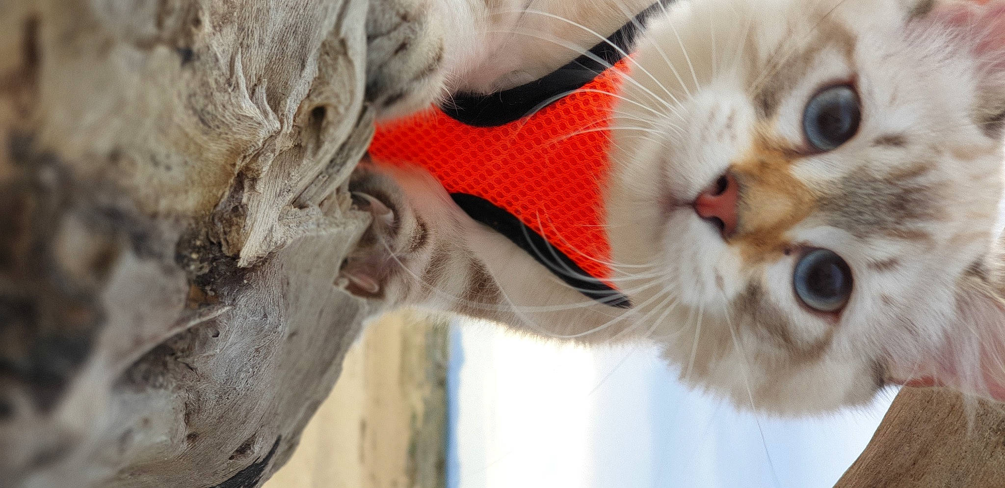 Haru participe au concours pour gagner de l'argent avec cette photo : carnivore, cat, close_up, domestic_short_haired_cat, ear, eyelash, eyewear, fawn, felidae, fur, glasses, jaw, nose, organism, paw, small_to_medium_sized_cats, snout, sunglasses, whiskers, wood