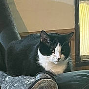 Sylvester is registered to the contest to win money with this photo: animal, black_and_white, blanket, cat, comfort, cozy, ears, face, feline, fur, home, indoor, light, pet, relaxed, resting, shadow, texture, whiskers, window