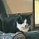 Sylvester