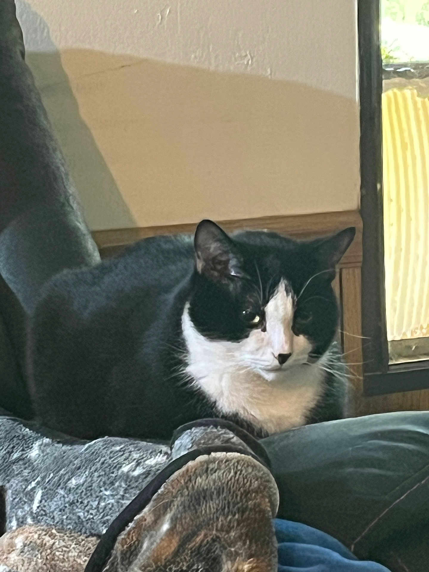 Sylvester