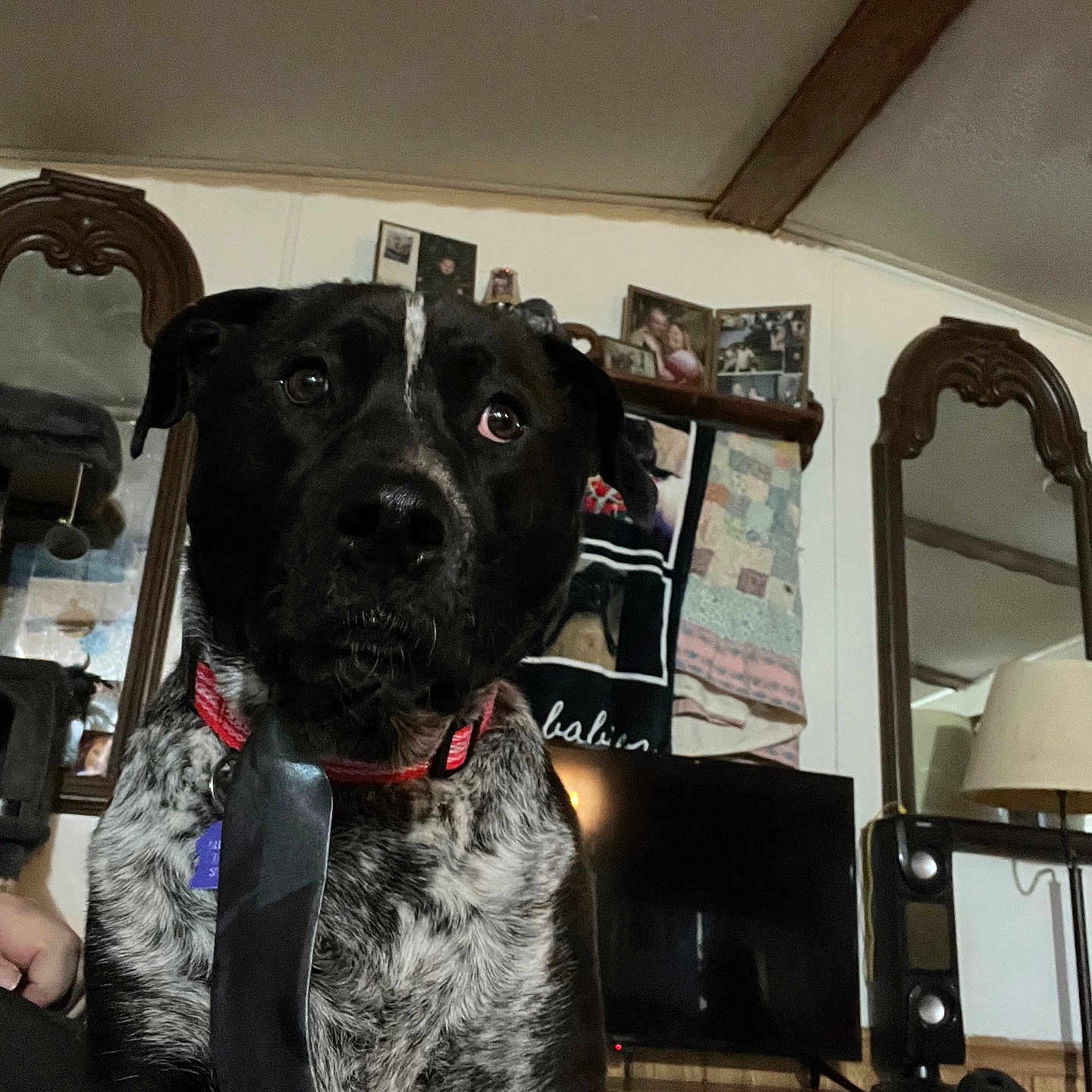 Tucker Josia Matthews is registered to the contest to win money with this photo: animal, architecture, building, canine, computerhardware, dog, electronics, face, furniture, hardware, head, indoors, livingroom, monitor, person, photography, portrait, room, screen, tv