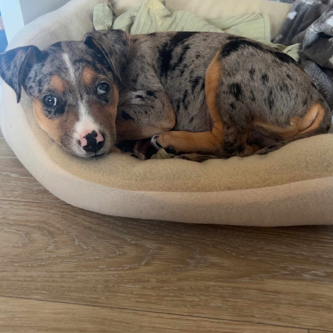 Khinaï a rejoint le concours — aidez-le/la à gagner de superbes lots ! animal, bed, beige, black_spots, brown, cozy, curled_up, cute, dog, flooring, furniture, indoor, leopard_print, looking_up, pet, puppy, resting, spotted_coat, wooden_floor, young_dog