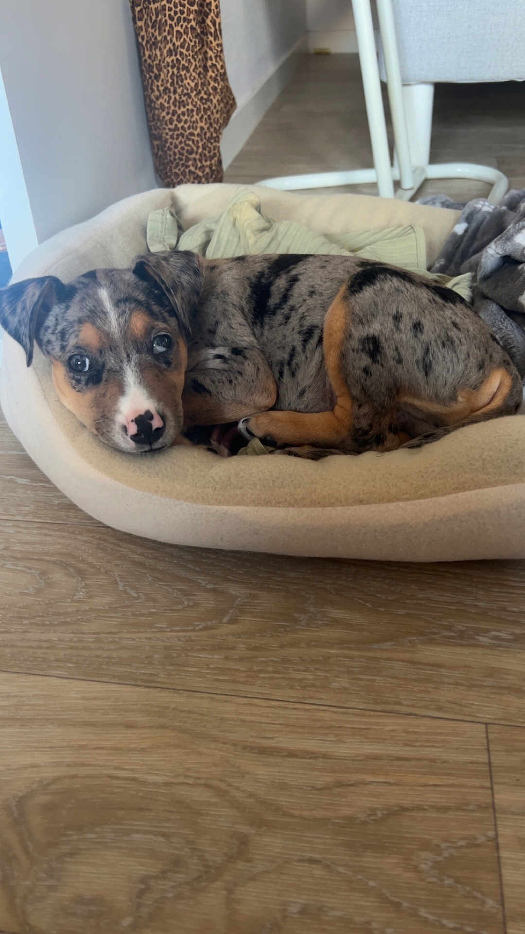 Khinaï a rejoint le concours — aidez-le/la à gagner de superbes lots ! animal, bed, beige, black_spots, brown, cozy, curled_up, cute, dog, flooring, furniture, indoor, leopard_print, looking_up, pet, puppy, resting, spotted_coat, wooden_floor, young_dog