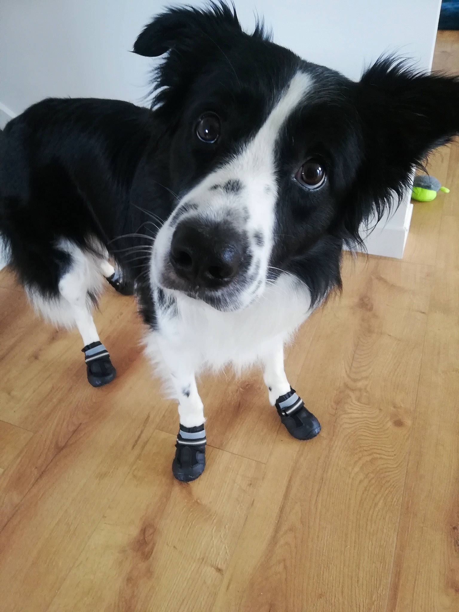 Menphis a rejoint le concours — aidez-le/la à gagner de superbes lots ! borador, border_collie, canidae, carnivore, chair, companion_dog, dog, dog_breed, flooring, fur, hardwood, herding_dog, laminate_flooring, snout, sporting_group, varnish, whiskers, wood, wood_flooring, wood_stain