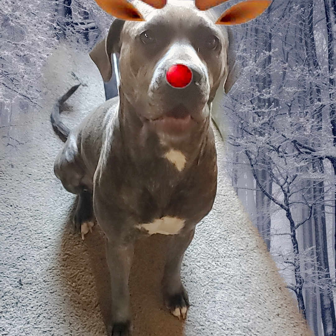 Ivy is registered to the contest to win money with this photo: animal, antler, bodypart, bull, bulldog, canine, deer, dog, elk, figurine, labradorretriever, moose, mouth, person, pet, pitbull, pointer, puppy, snout, wood