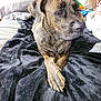 Onxy is registered to the contest to win money with this photo: animal, bed, blanket, boxer, bulldog, canine, couch, cushion, dog, furniture, greatdane, homedecor, hound, labradorretriever, laundry, person, pet, pitbull, puppy, velvet