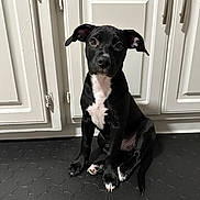 Bruno joined the competition — help win amazing prizes! accessories, animal, bulldog, cabinet, canine, dog, door, furniture, hardwood, hound, indoors, interiordesign, labradorretriever, mat, pet, pitbull, pointer, puppy, strap, wood