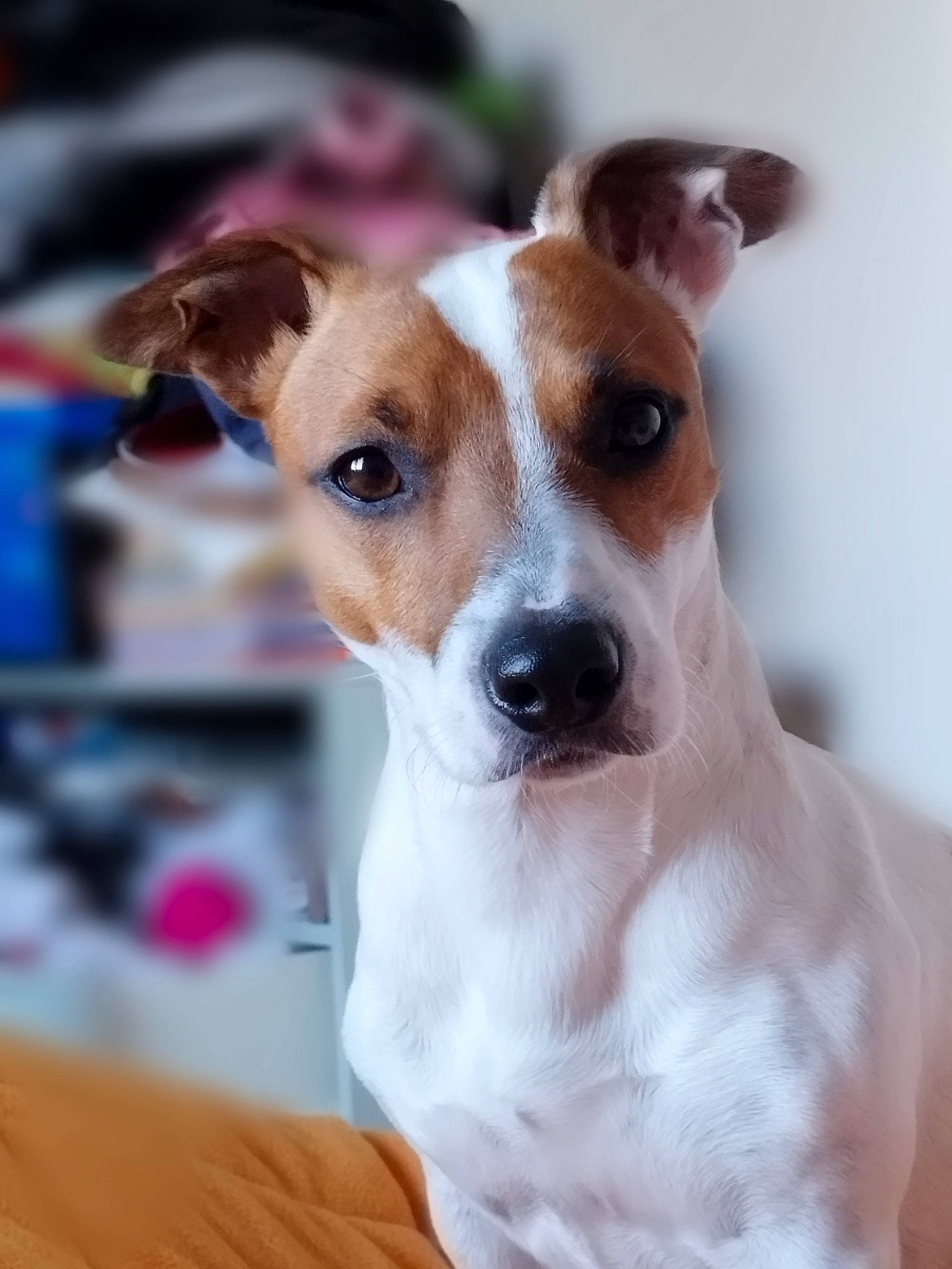 Saxo participe au concours pour gagner de l'argent avec cette photo : ancient_dog_breeds, canidae, carnivore, collar, companion_dog, dog, dog_breed, dog_collar, ear, fawn, irishjacks, snout, sporting_group, terrier, whiskers, working_animal