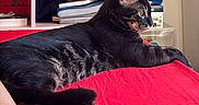 Bandit participe au concours pour gagner de l'argent avec cette photo : cat, black_cat, white_markings, feline, pet, animal, lying_down, lounging, bed, red_blanket, bedroom, golden_eye, whiskers, ears, paws, tail, fur, indoor, portrait, relaxed