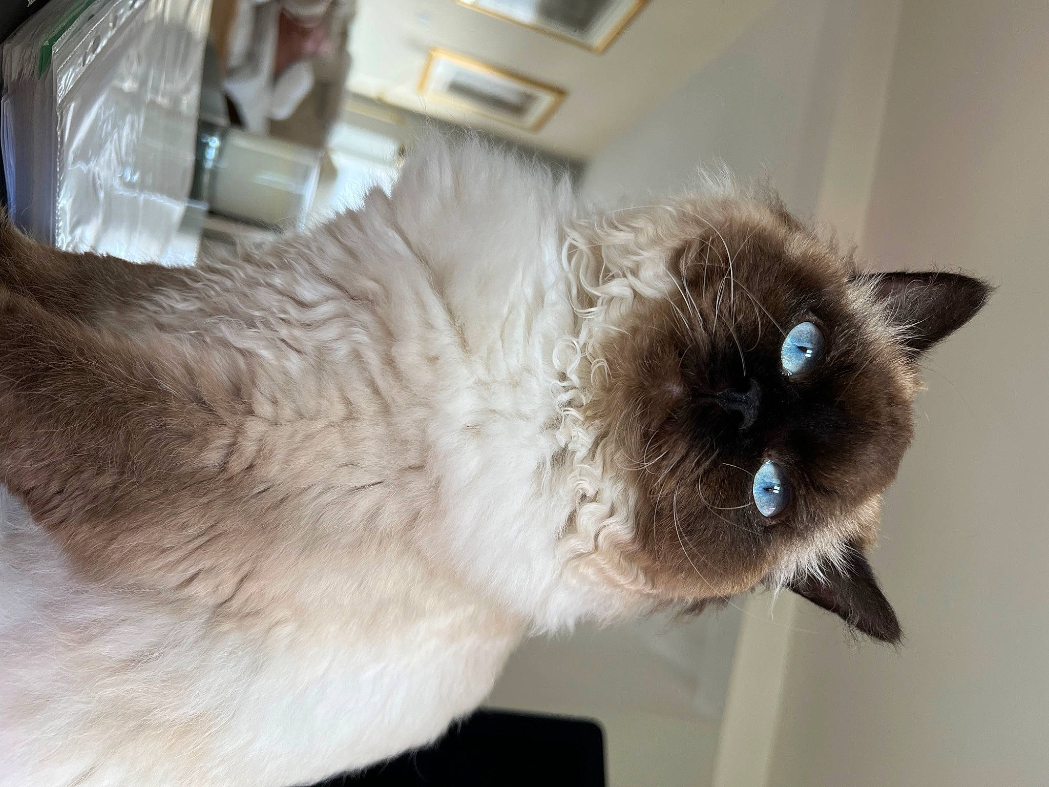 Bob is registered to the contest to win money with this photo: balinese, birman, carnivore, cat, collar, domestic_short_haired_cat, fawn, felidae, fur, siamese, small_to_medium_sized_cats, snout, tail, terrestrial_animal, thai, tonkinese, whiskers