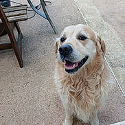 Olaf a rejoint le concours — aidez-le/la à gagner de superbes lots ! dog, golden_retriever, pet, canine, fluffy, long_hair, cream_coat, happy, smiling, open_mouth, portrait, sitting, outdoor, patio, terrace, chair, table, concrete, domestic_animal, animal_face