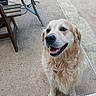 dog, golden_retriever, pet, canine, fluffy, long_hair, cream_coat, happy, smiling, open_mouth, portrait, sitting, outdoor, patio, terrace, chair, table, concrete, domestic_animal, animal_face