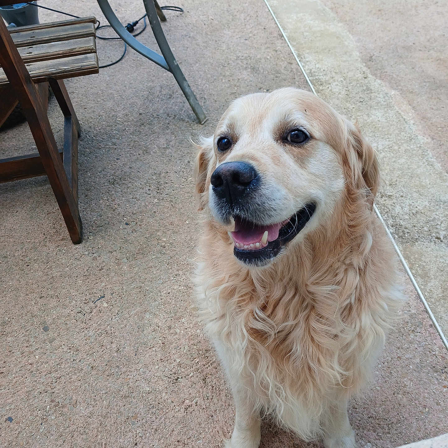 Olaf a rejoint le concours — aidez-le/la à gagner de superbes lots ! dog, golden_retriever, pet, canine, fluffy, long_hair, cream_coat, happy, smiling, open_mouth, portrait, sitting, outdoor, patio, terrace, chair, table, concrete, domestic_animal, animal_face