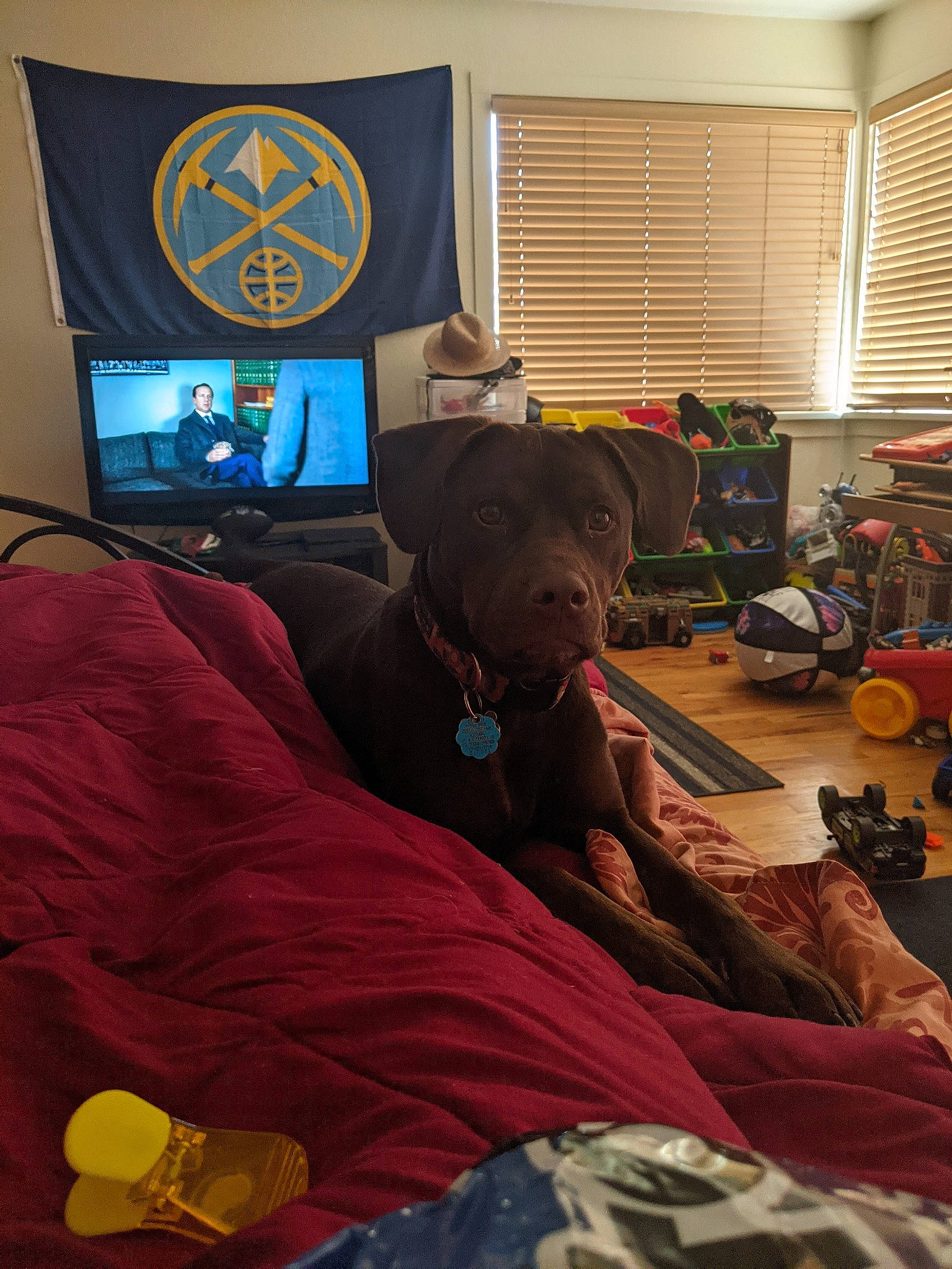 Griffin is registered to the contest to win money with this photo: audio_equipment, bag, chair, comfort, companion_dog, display_device, dog, electronic_device, flooring, gadget, laptop, linens, luggage_and_bags, picture_frame, room, television, television_set, textile, window_blind, wood