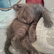 Lucky participe au concours pour gagner de l'argent avec cette photo : kitten, sleeping, gray_fur, cushion, pillow, cute, pet, animal, fur, paw, relaxation, indoor, cozy, rest, soft, tiny, whiskers, nap, domestic_cat, closeup