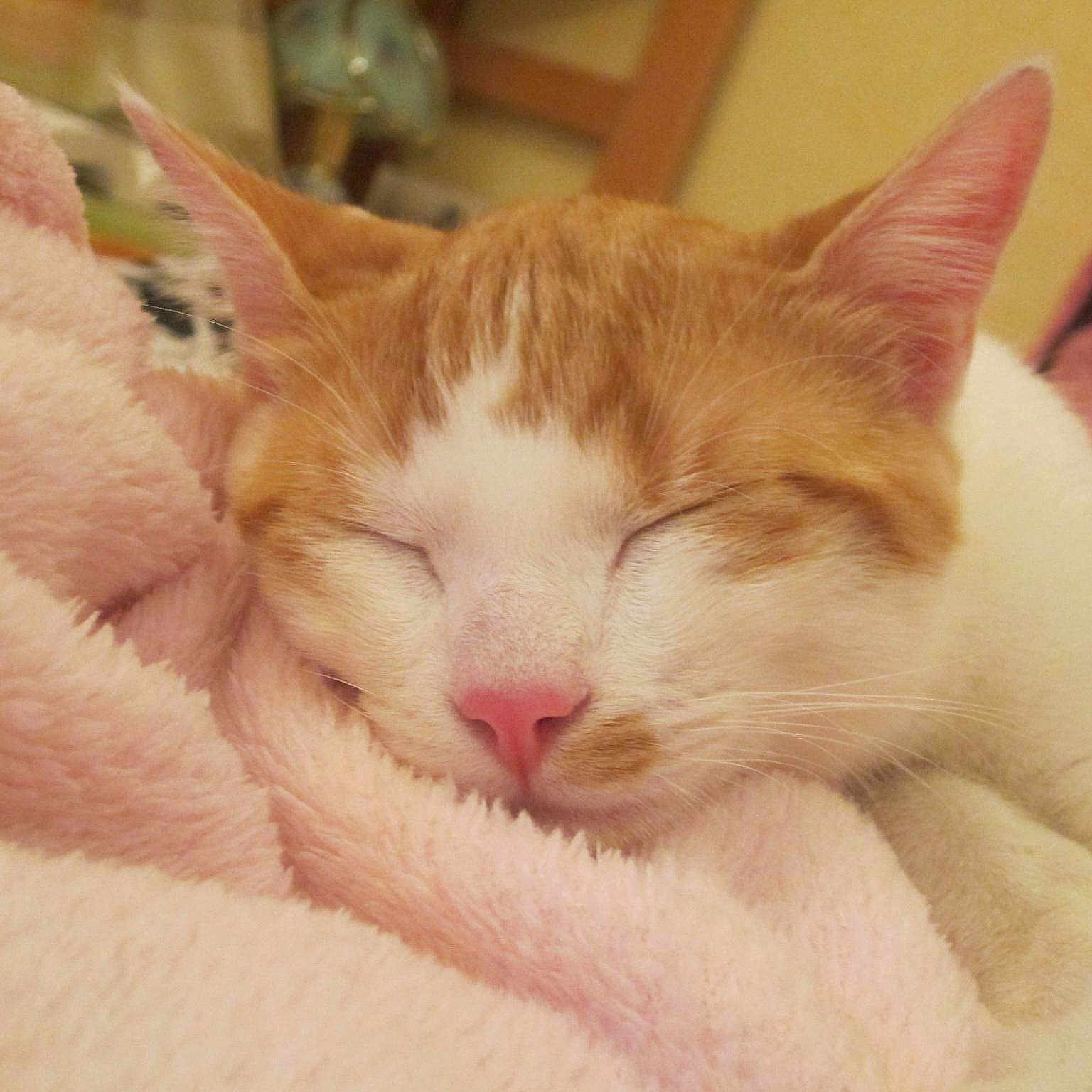 Loulou