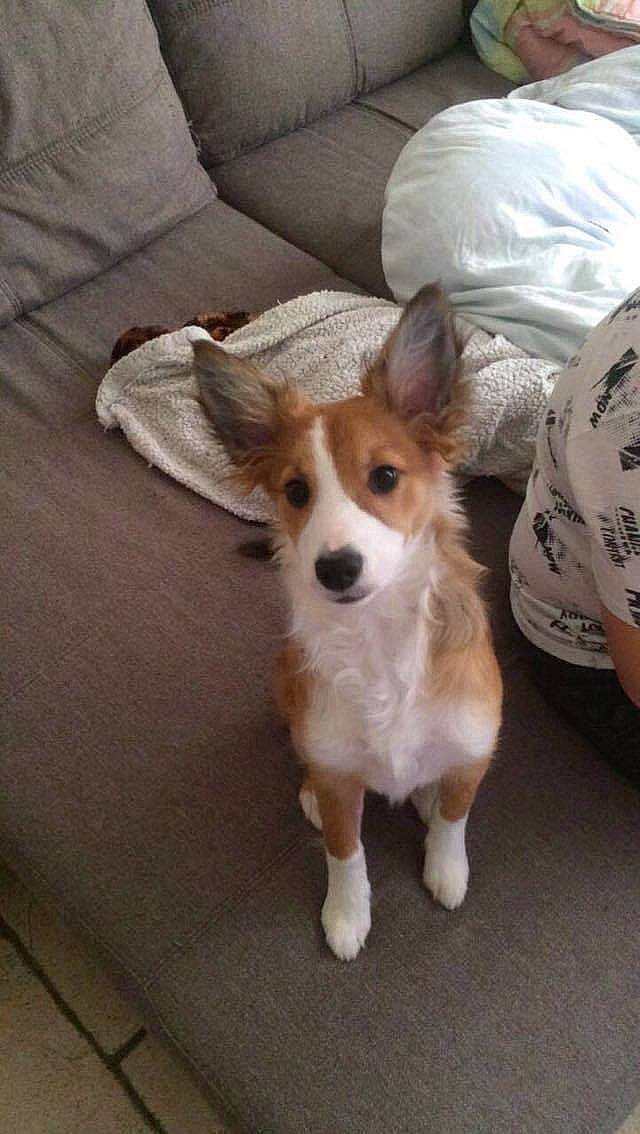 Mei participe au concours pour gagner de l'argent avec cette photo : canidae, carnivore, comfort, companion_dog, couch, dog, dog_breed, fawn, flooring, fur, furniture, linens, pillow, plastic_bag, snout, sporting_group, throw_pillow, toy_dog, whiskers, working_animal