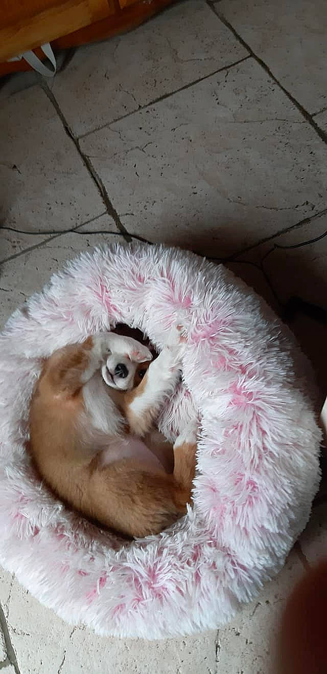 Mei participe au concours pour gagner de l'argent avec cette photo : canidae, carnivore, cat_bed, comfort, companion_dog, dog, dog_bed, dog_breed, fawn, feather, felidae, fur, nap, paw, sleep, small_to_medium_sized_cats, snout, sporting_group, tail, toy_dog