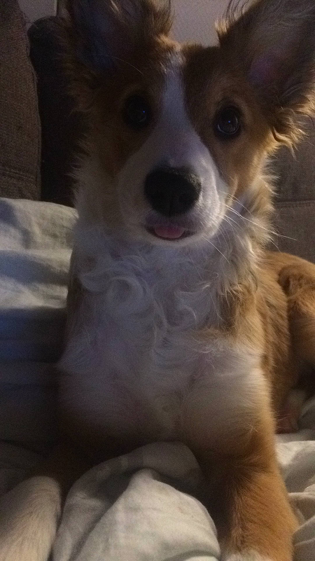 Mei a rejoint le concours — aidez-le/la à gagner de superbes lots ! ancient_dog_breeds, canidae, carnivore, companion_dog, dog, dog_breed, door, fawn, fur, non_sporting_group, sporting_group, terrestrial_animal, toy_dog, whiskers, working_animal, working_dog