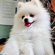 Loki participe au concours pour gagner de l'argent avec cette photo : animal, companion, cozy, cute, dog, domestic, face, fluffy, fur, furry, happy, indoor, person_partial, pet, pomeranian, portrait, sitting, smiling, tongue_out, white