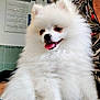 animal, companion, cozy, cute, dog, domestic, face, fluffy, fur, furry, happy, indoor, person_partial, pet, pomeranian, portrait, sitting, smiling, tongue_out, white