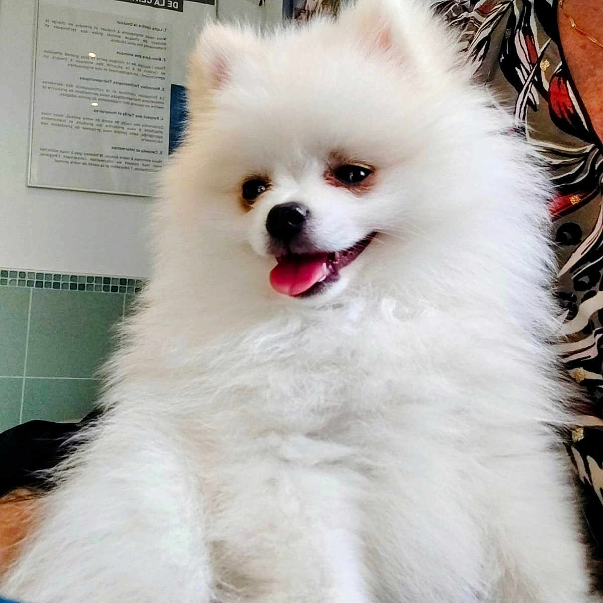 Loki participe au concours pour gagner de l'argent avec cette photo : animal, companion, cozy, cute, dog, domestic, face, fluffy, fur, furry, happy, indoor, person_partial, pet, pomeranian, portrait, sitting, smiling, tongue_out, white