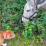 dog, donkey, fence, grass, plants, outdoor, animal, pet, greenery, collar, sniffing, nature, curious, leafy, mammal, farm, interaction, brown_dog, white_donkey, leaves