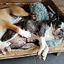 dog, sleeping, wooden_box, pillow, tile_floor, brown_dog, black_and_white_dog, pet, indoors, resting, snuggling, cozy, cute, animal, companion, relaxing, furry, friendship, bed, peaceful