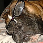 Gipsy participe au concours pour gagner de l'argent avec cette photo : animal, blanket, brown_fur, close_up, comfort, cozy, cute, dog, domestic_animal, eyewear, face, glasses, indoors, muzzle, pet, relaxed, resting, sleeping, snout, wearing