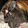 animal, blanket, brown_fur, close_up, comfort, cozy, cute, dog, domestic_animal, eyewear, face, glasses, indoors, muzzle, pet, relaxed, resting, sleeping, snout, wearing