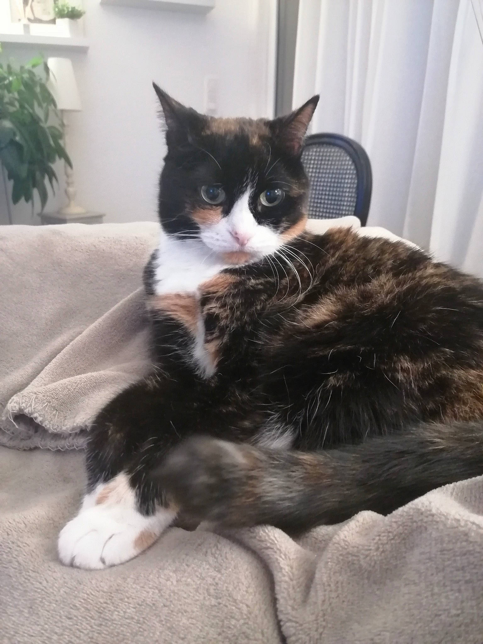 Kana a rejoint le concours — aidez-le/la à gagner de superbes lots ! carnivore, cat, claw, comfort, domestic_short_haired_cat, felidae, formal_wear, fur, houseplant, linens, mammal, monochrome_photography, plant, sitting, small_to_medium_sized_cats, snout, tail, tree, vertebrate, whiskers