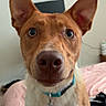 Oliver joined the competition — help win amazing prizes! dog, pet, brown_dog, white_chest, big_ears, collar, indoor, bed, pink_bedspread, furniture, wall, curious, close_up, animal, canine, domestic_animal, looking, nose, whiskers, tag
