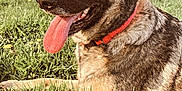 Leyla participe au concours pour gagner de l'argent avec cette photo : animal, canine, closeup, collar, daylight, dog, ears_up, german_shepherd, grass, greenery, happy, mammal, nature, outdoor, park, pet, resting, summer, sunny, tongue_out