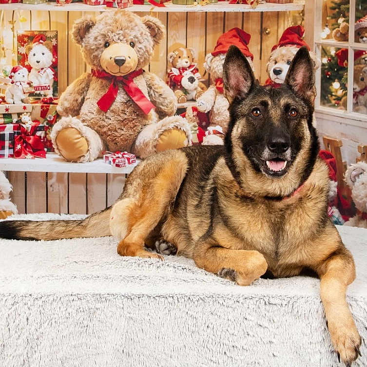 Leyla participe au concours pour gagner de l'argent avec cette photo : blanket, christmas_decorations, cozy, decor, dog, ears, festive, fur, german_shepherd, gift_box, holiday, indoor, pet, red_ribbon, smiling, stuffed_animal, table, teddy_bear, window, wooden_wall