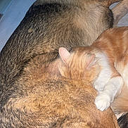 Leyla participe au concours pour gagner de l'argent avec cette photo : animal, bed, cat, closeup, comfort, companion, cozy, cute, dog, domestic, friendship, fur, indoor, mammal, pet, relaxing, resting, sleeping, snuggling, warm