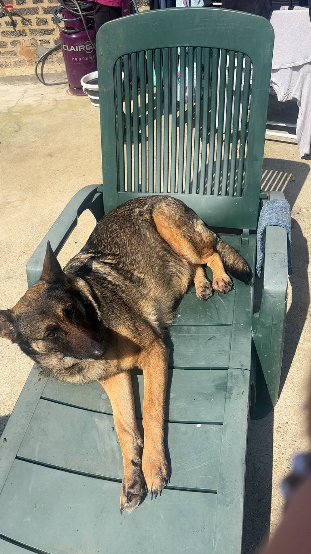 animal, canine, concrete, daylight, dog, ears, fur, german_shepherd, lounge, outdoor, patio, paw, pet, plastic_chair, relaxed, resting, shadow, summer, sunlight, towel
