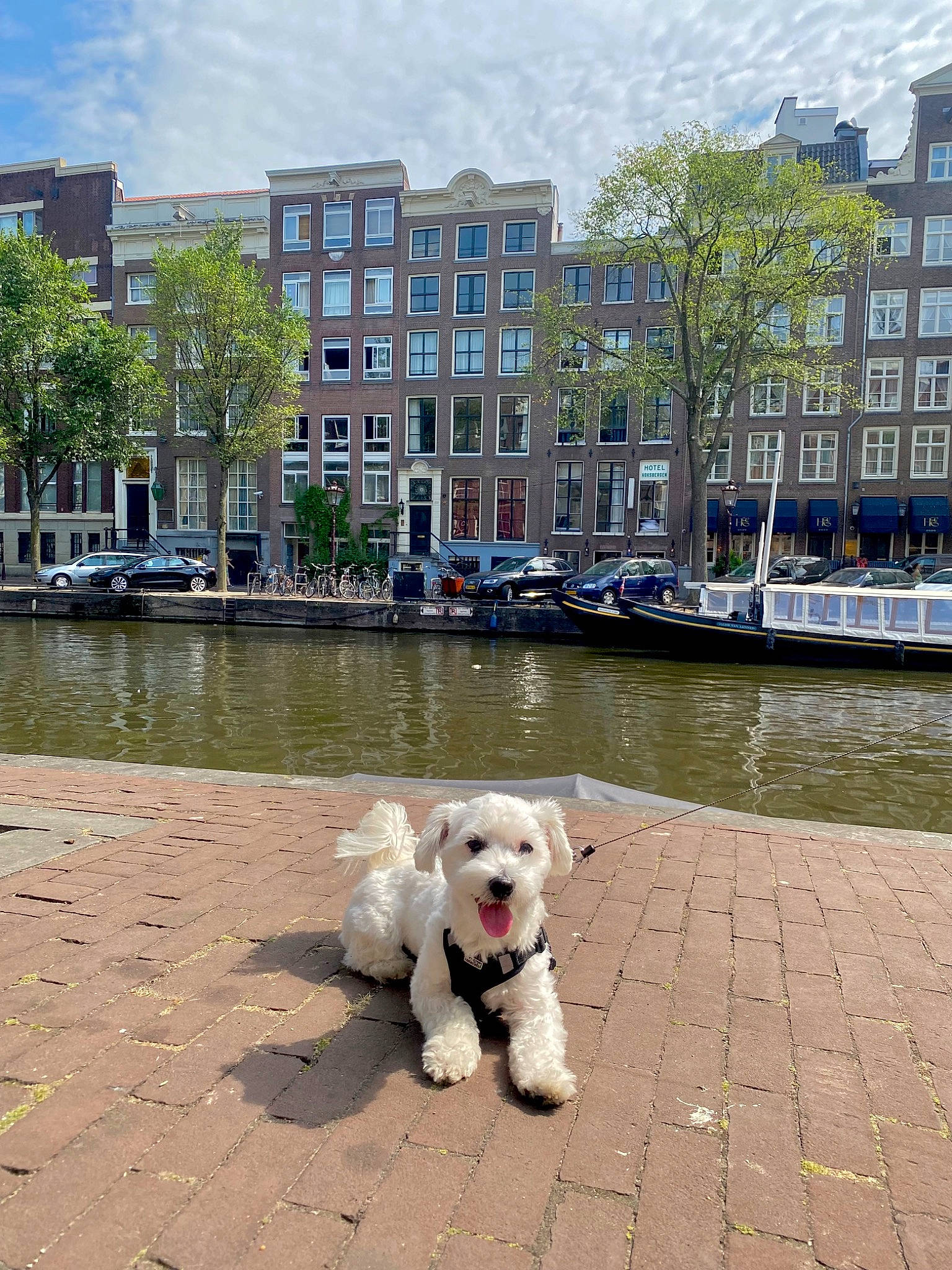 Snoopy a rejoint le concours — aidez-le/la à gagner de superbes lots ! body_of_water, building, carnivore, city, cloud, collar, companion_dog, dog, dog_breed, lake, leisure, public_space, sky, snout, tree, urban_design, water, waterway, window, working_animal