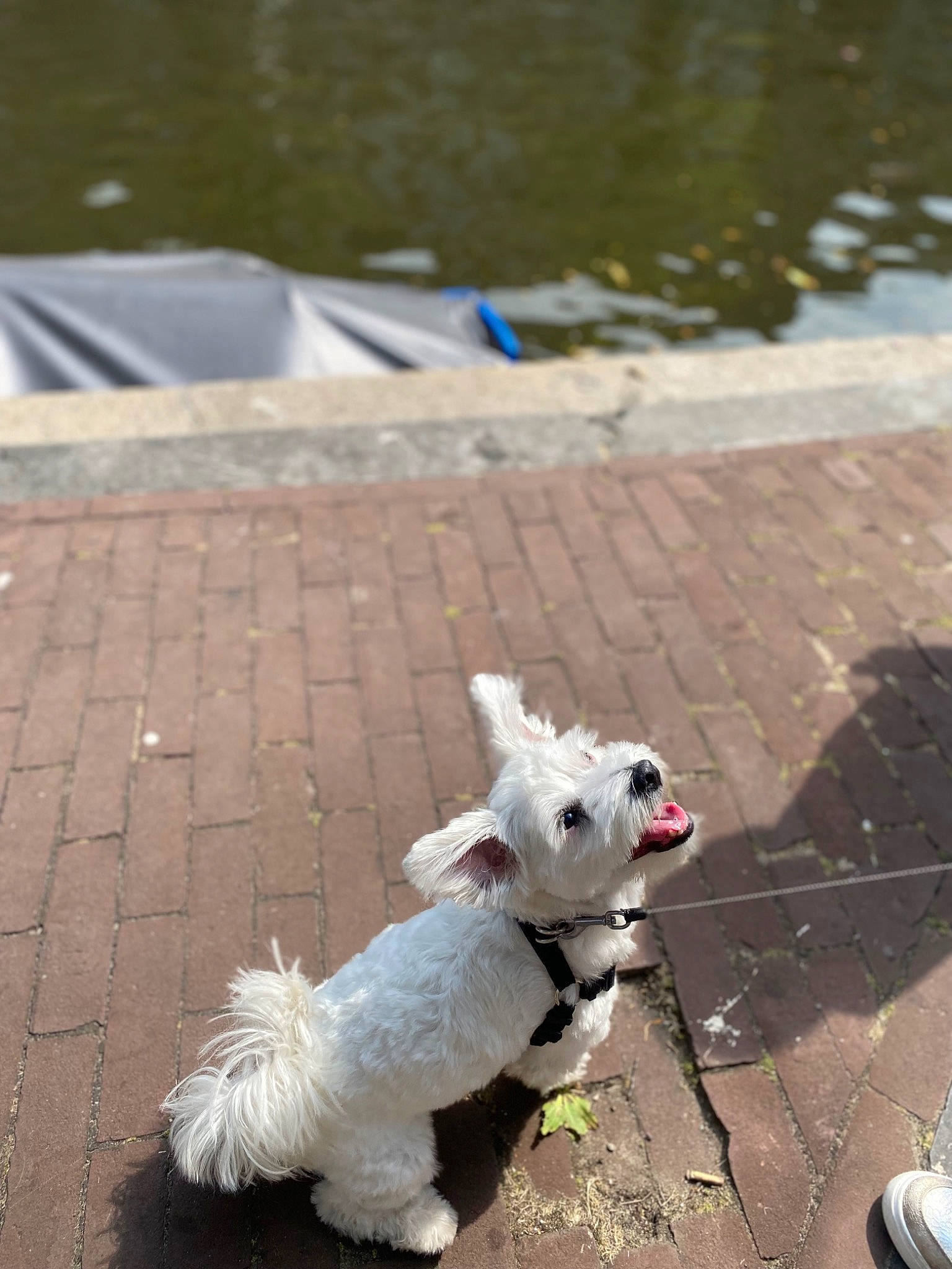 Snoopy participe au concours pour gagner de l'argent avec cette photo : asphalt, carnivore, collar, companion_dog, dog, dog_breed, dog_clothes, dog_collar, dog_supply, fawn, grass, leash, pet_supply, road_surface, sidewalk, snout, tail, toy_dog, water, working_animal