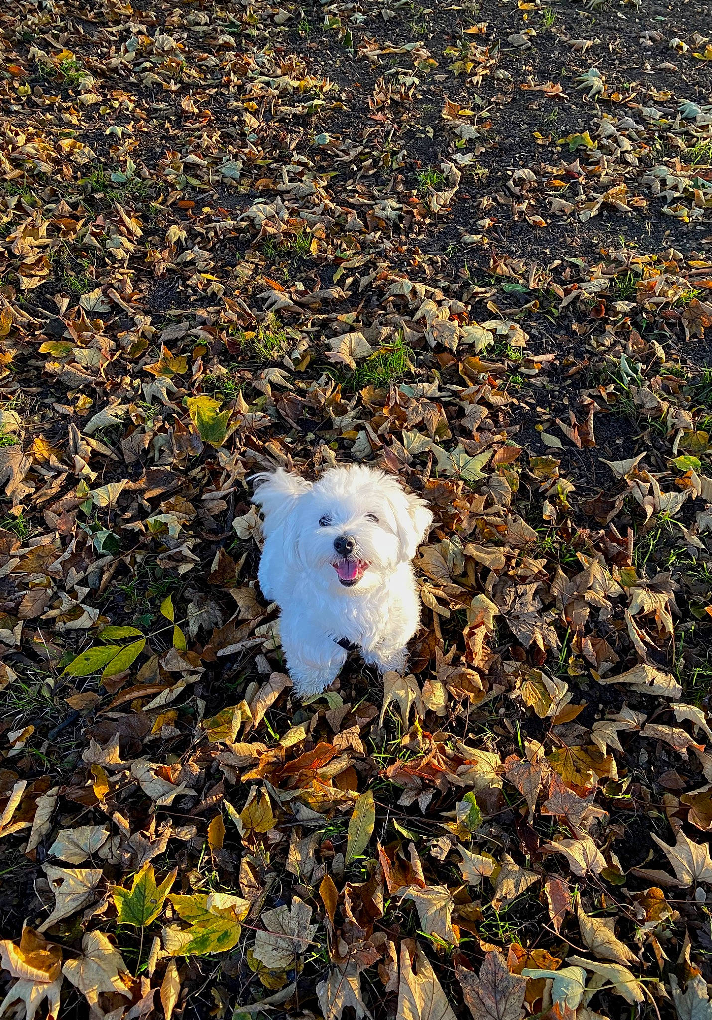 Snoopy participe au concours pour gagner de l'argent avec cette photo : art, asphalt, canidae, carnivore, companion_dog, dog, dog_breed, fawn, fur, grass, groundcover, people_in_nature, plant, road_surface, shadow, soil, sporting_group, tail, tints_and_shades, tree
