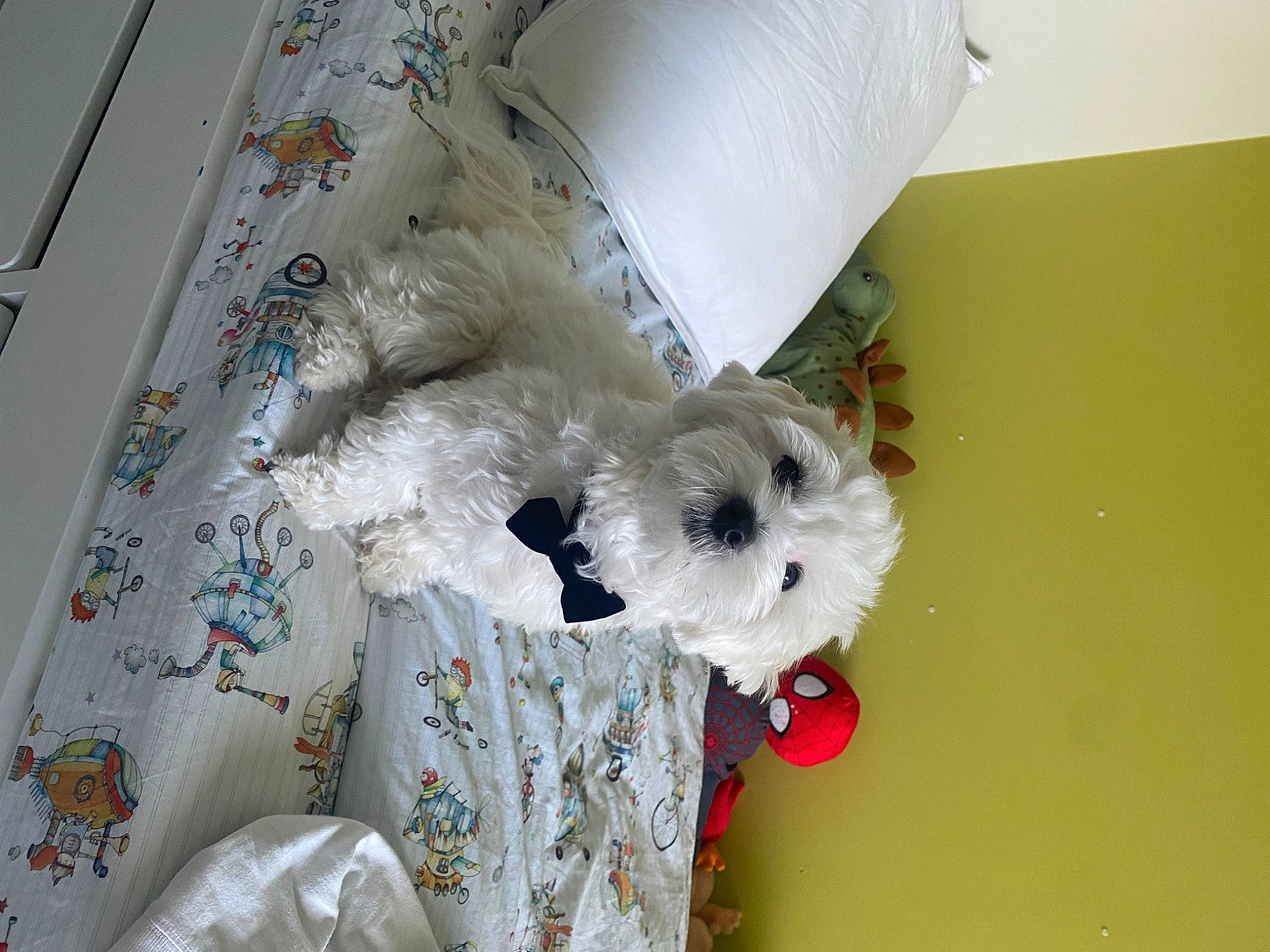 Snoopy a rejoint le concours — aidez-le/la à gagner de superbes lots ! canidae, carnivore, companion_dog, craft, creative_arts, dog, dog_breed, dog_supply, fashion_accessory, fur, linens, ornament, pattern, plush, room, sporting_group, stuffed_toy, tail, toy, toy_dog
