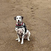 Cleo is registered to the contest to win money with this photo: dalmatian, dog, sitting, sand, outdoor, pet, canine, animal, fur, collar, harness, spotted, looking, alone, ground, nature, mammal, portrait, cute, friendly