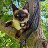 Stella joined the competition — help win amazing prizes! cat, siamese_cat, tree, branch, green_leaves, blue_sky, collar, tag, rope, outdoor, animal, pet, closeup, nature, fur, whiskers, eyes, daylight, curious, mammal