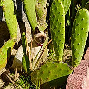 Stella joined the competition — help win amazing prizes! cat, siamese_cat, cactus, green, plants, outdoor, sunlight, garden, nature, desert, collar, pet, animal, feline, leaf, sand, bricks, shadow, closeup, daylight